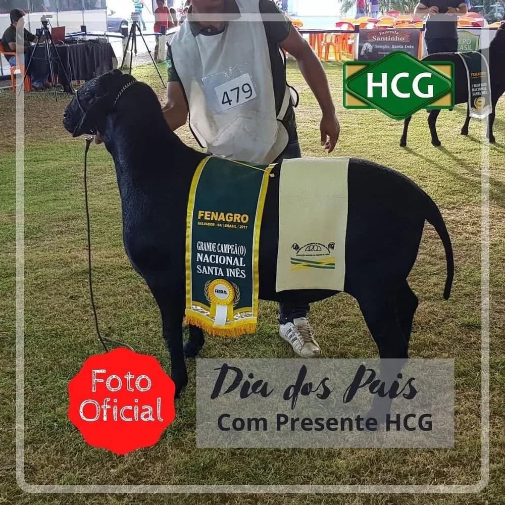 Agropecuária Afllan Zeus TE 045 — Grande Campeão, 2017