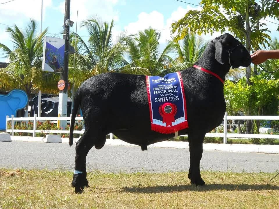 Agropecuária Varrela TE 1253 — Reservado Grande Campeão, 2012