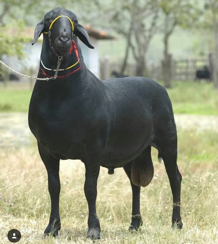 Cabra Magnífico