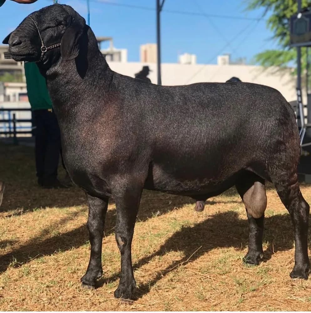 Cachoeira do Catolé 311 — Reservado Grande Campeão, 2017