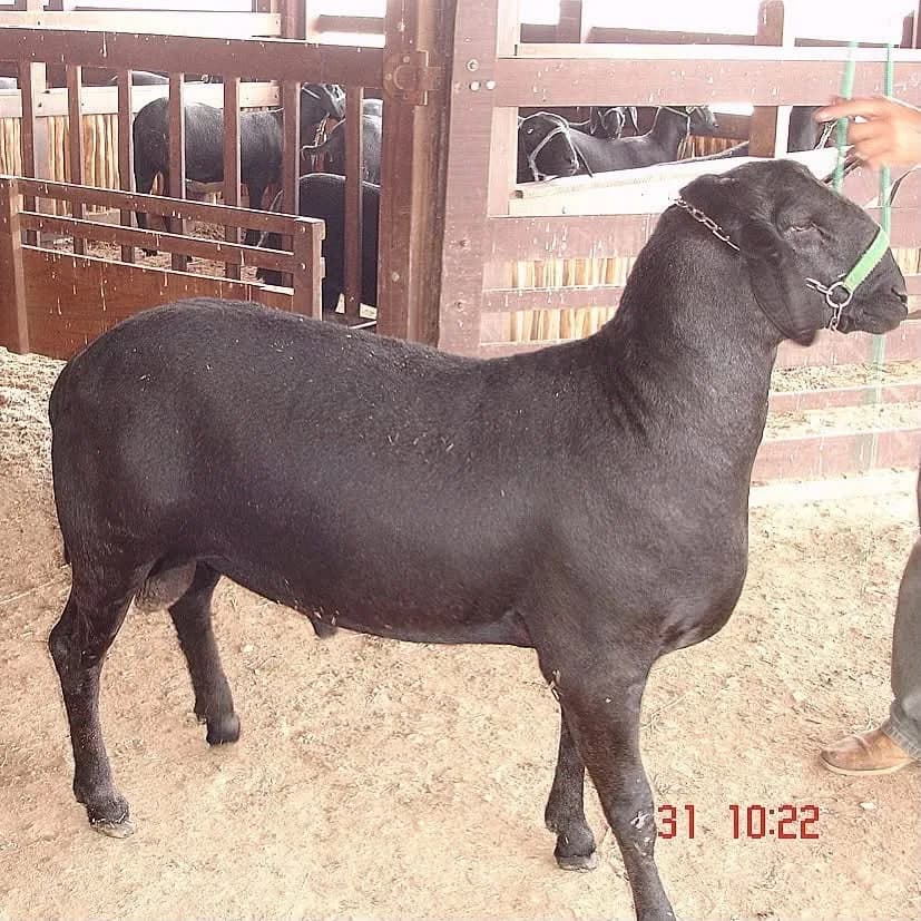 Caroatá Chacal