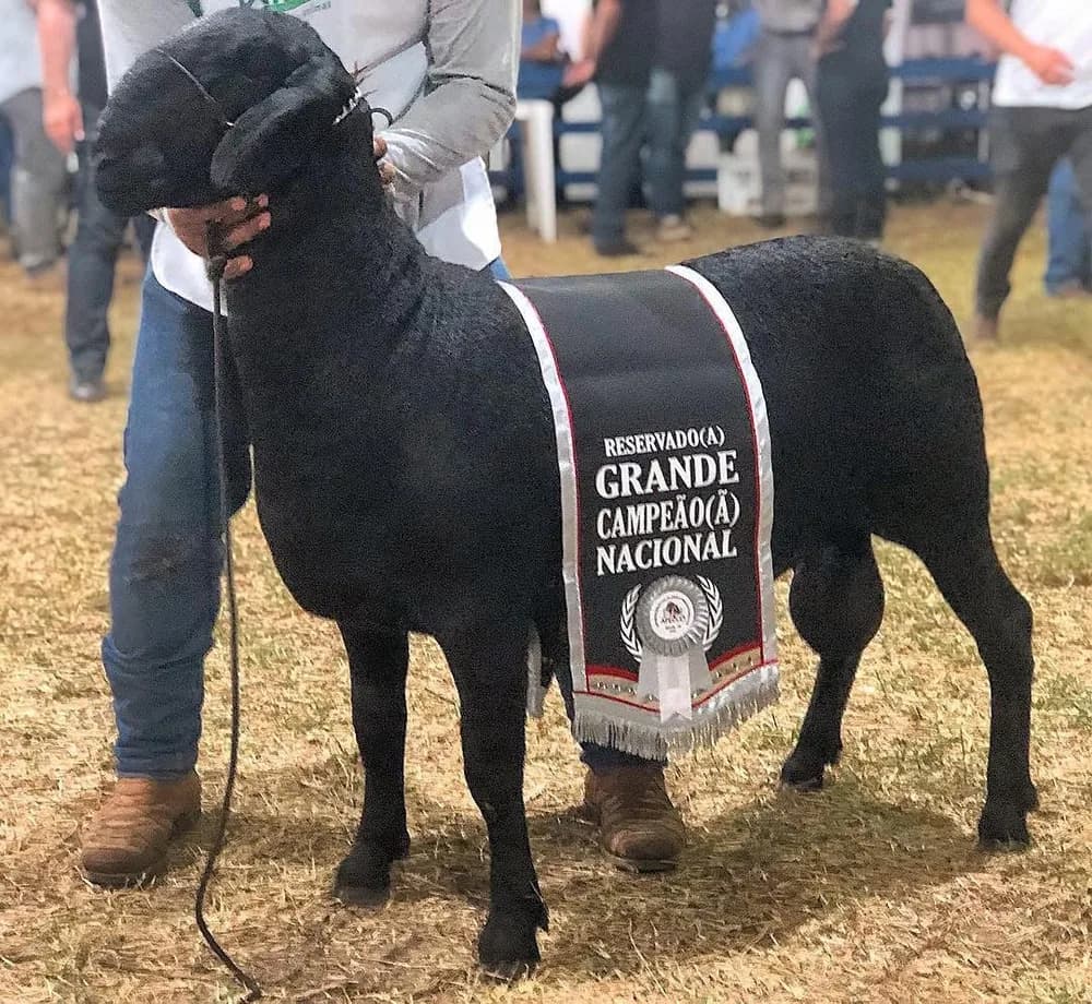 Cativa Armadura 199 — Reservado Grande Campeão, 2018