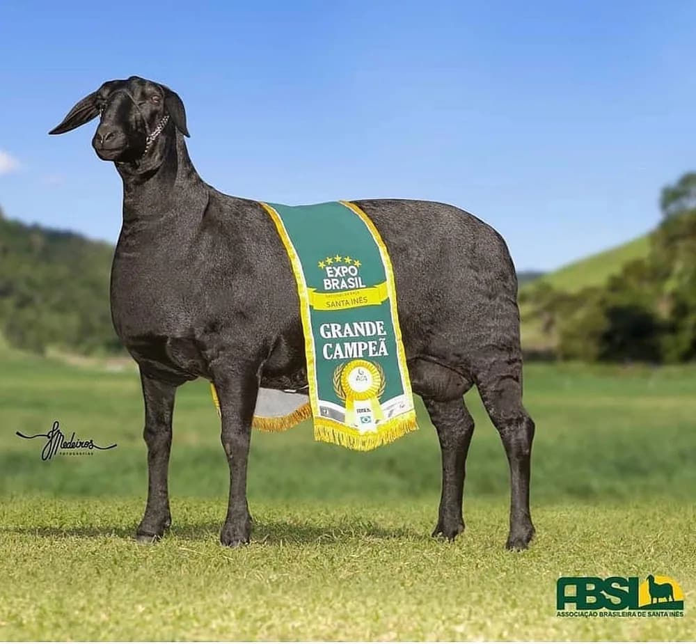 Cativa Ativa TE 092 — Grande Campeã, 2020