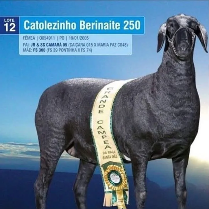 Catolezinho Berinaite 250