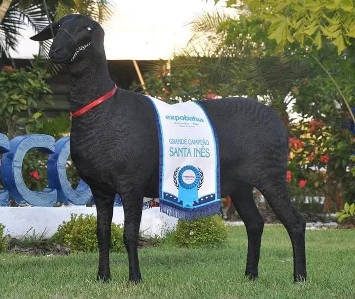 CP Agro 842 — 8 grandes campeonatos · mãe da Santa Mônica Alegria e doadora, mãe do FTI Príncipe