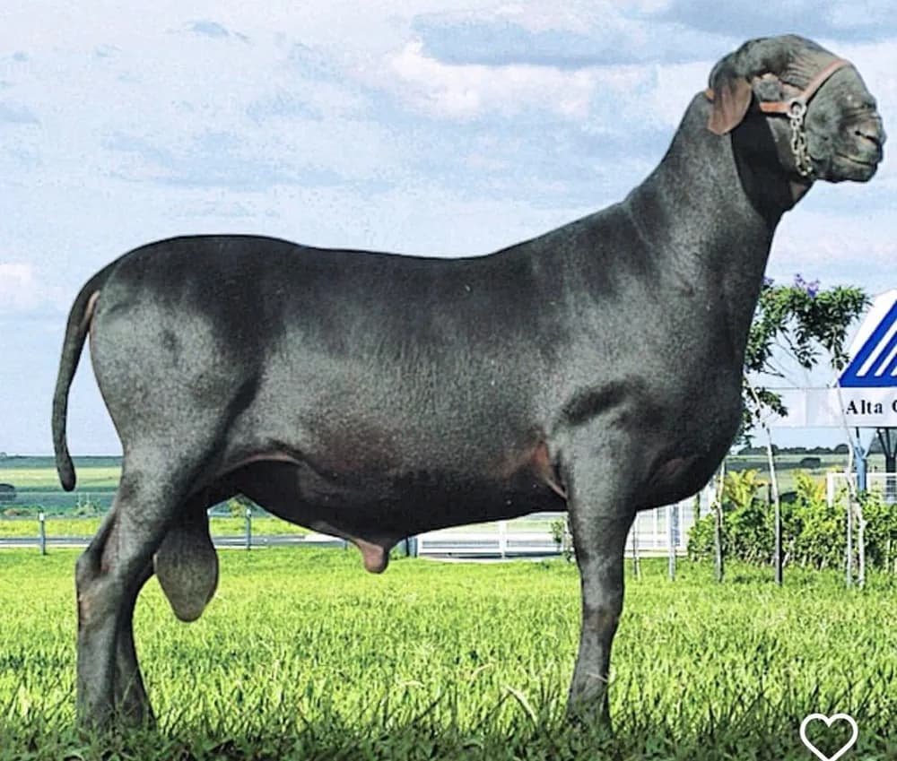 Di Lari 379 — Reservado Grande Campeão, 2004