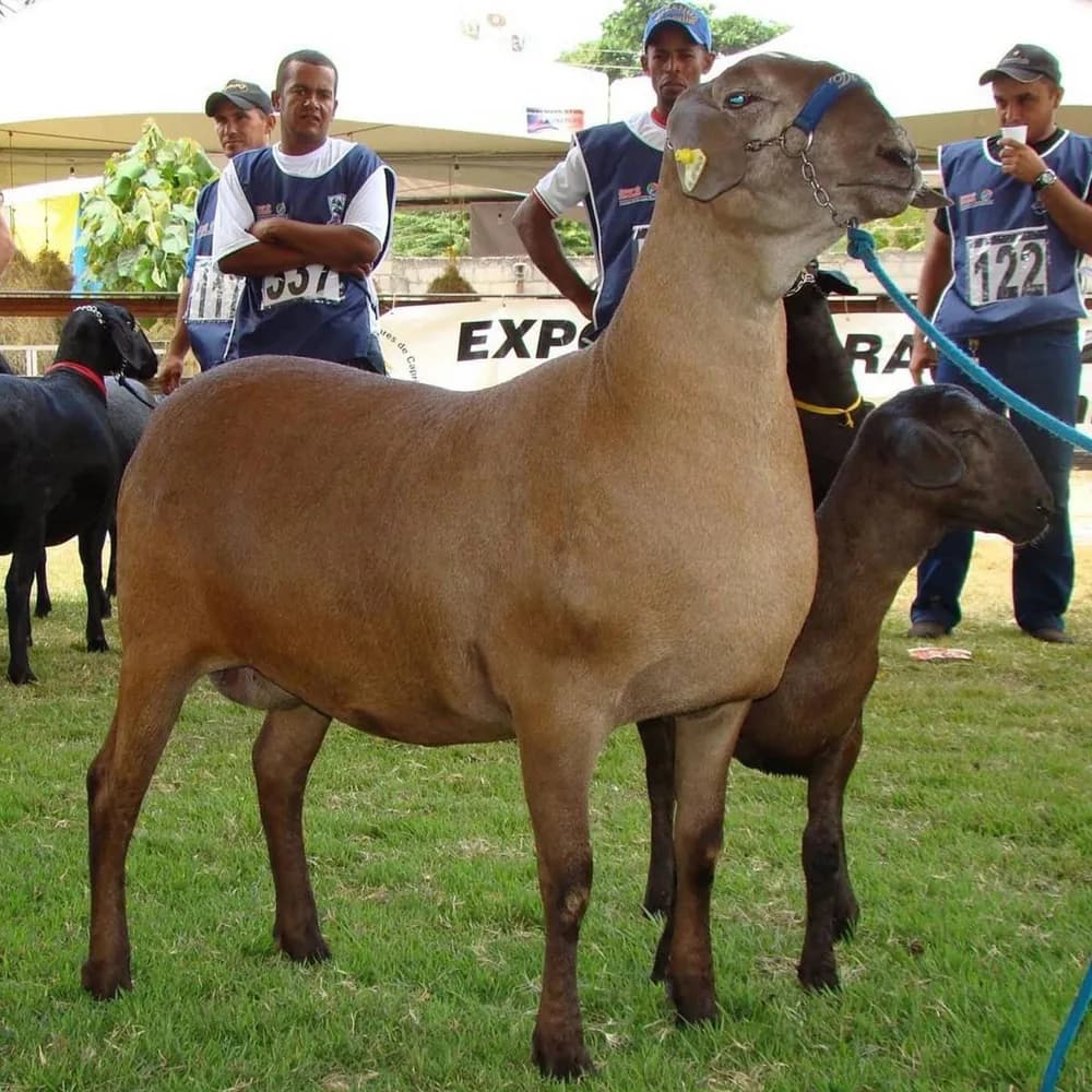 Di Lari Florença TE 1290 — Grande Campeã, 2009
