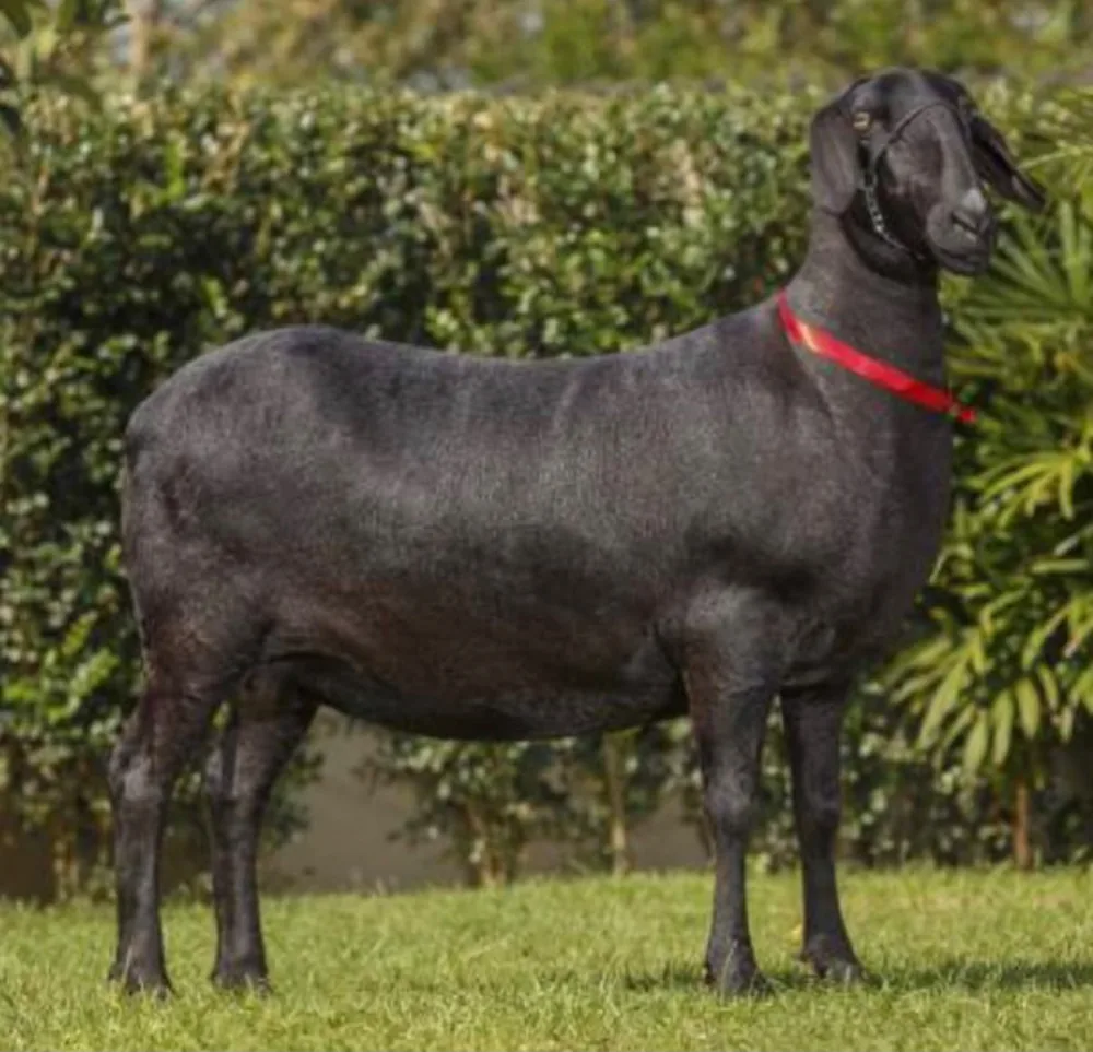 Di Lari Thyone TE 1434 — Grande Campeã, 2011