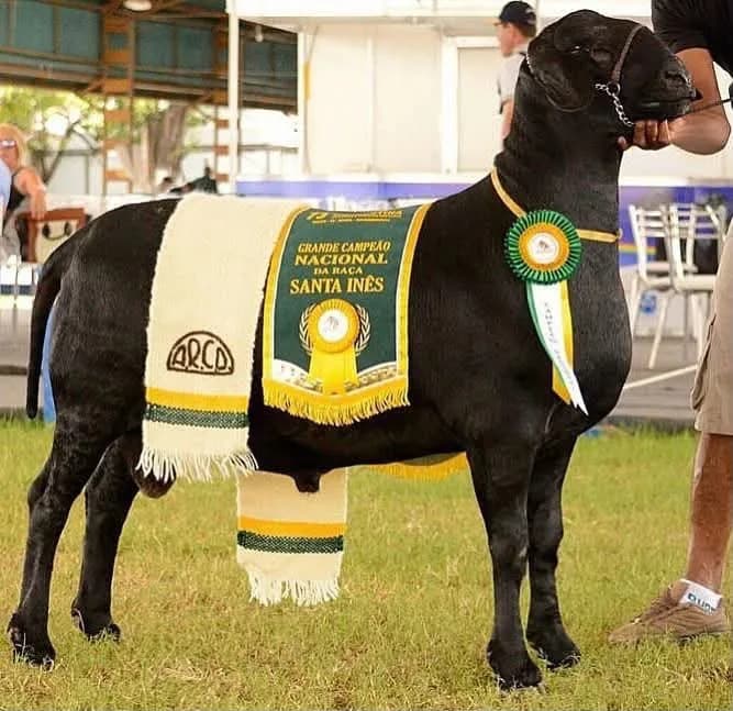 Do Tingui Estado TE 6103 — Grande Campeão, 2014