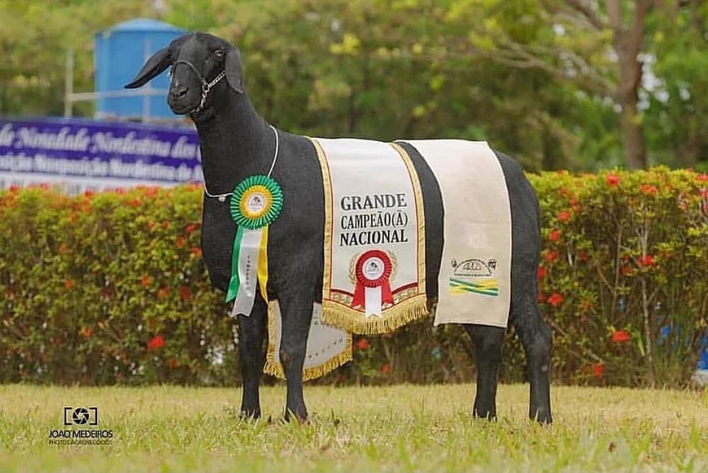 Do Tingui Sabrina 9586 — Grande Campeã, 2018