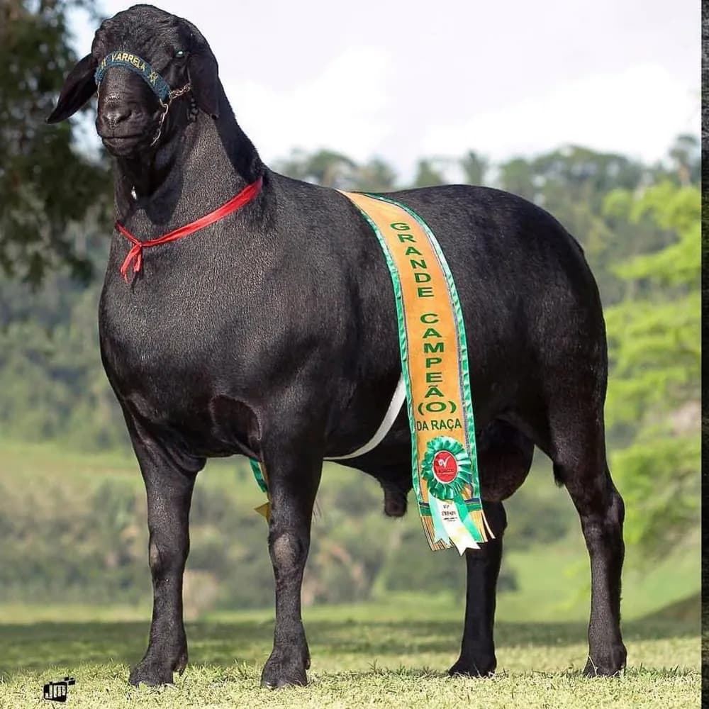 Fanta Varrela 103 — Grande Campeão, 2007
