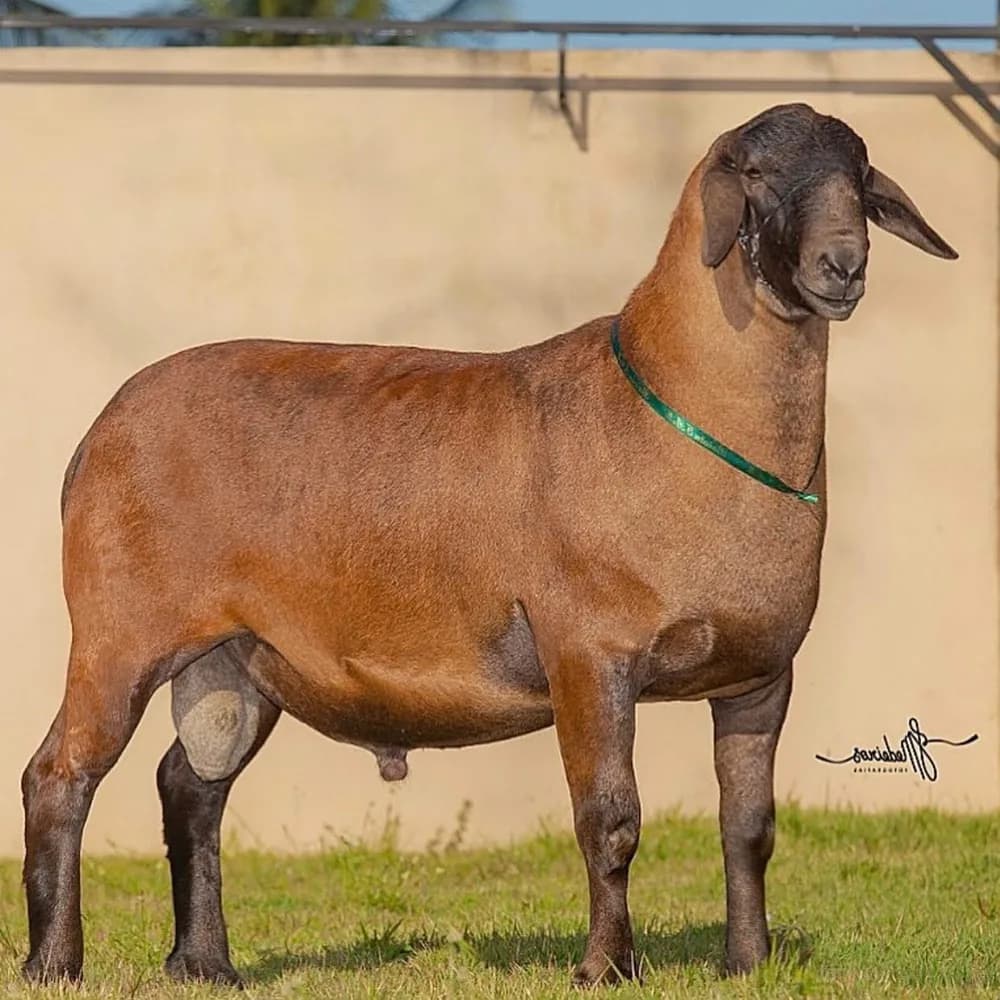 F.T.I. Apolo 1819 — Reservado Grande Campeão, 2020