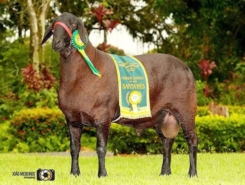 F.T.I. Dante 689 — Grande Campeão, 2008