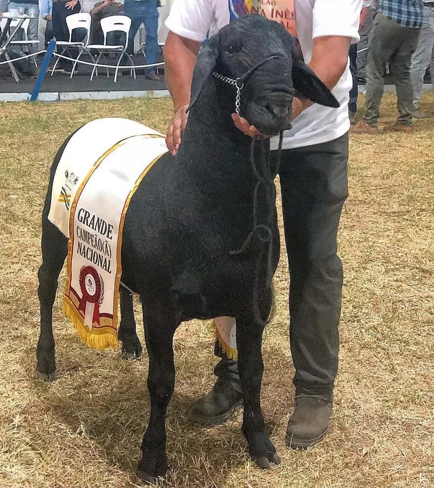 F.T.I. Vicente TE 1669 — Grande Campeão, 2018
