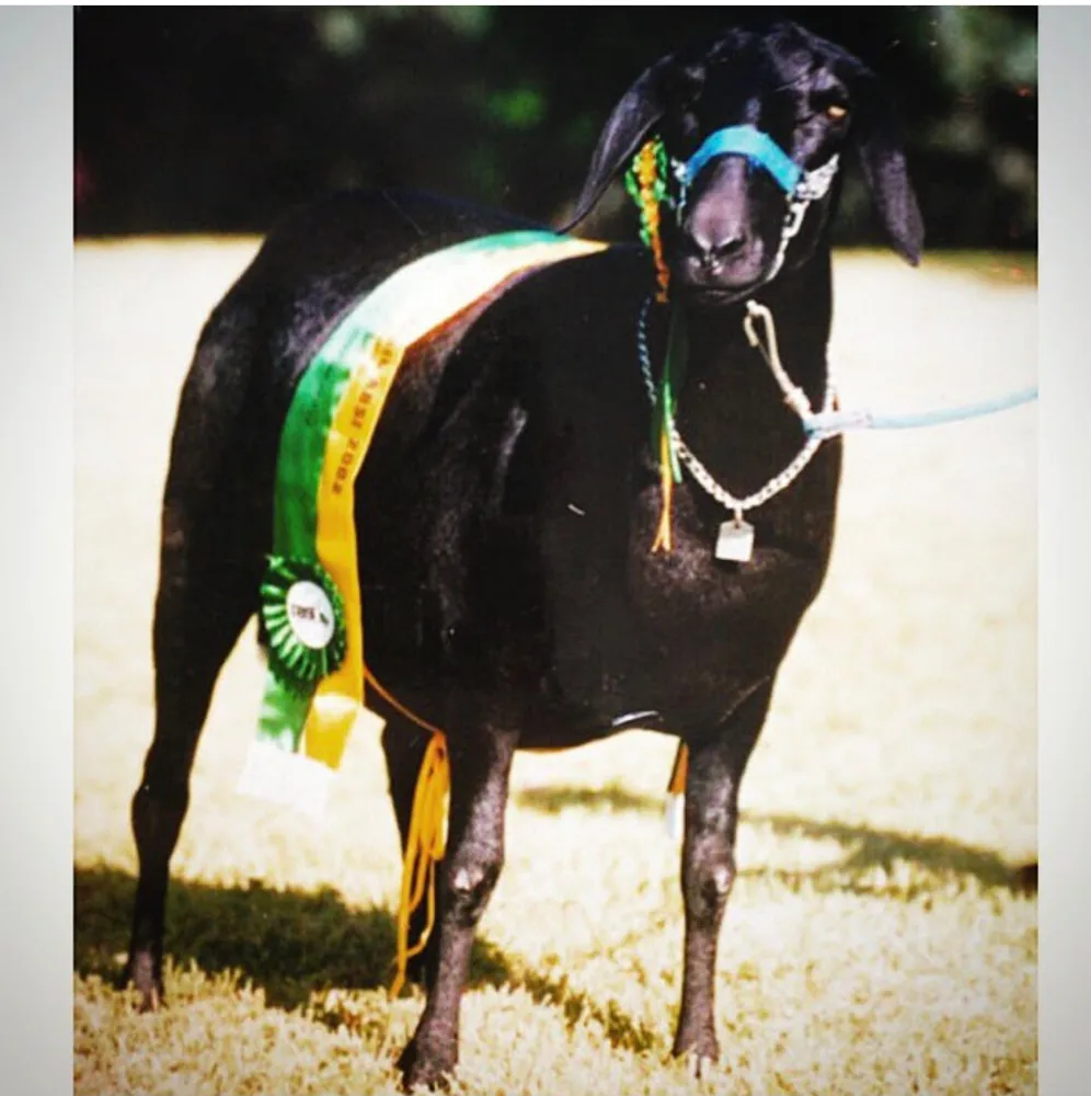 Ilha JM 154 — Grande Campeã, 2002