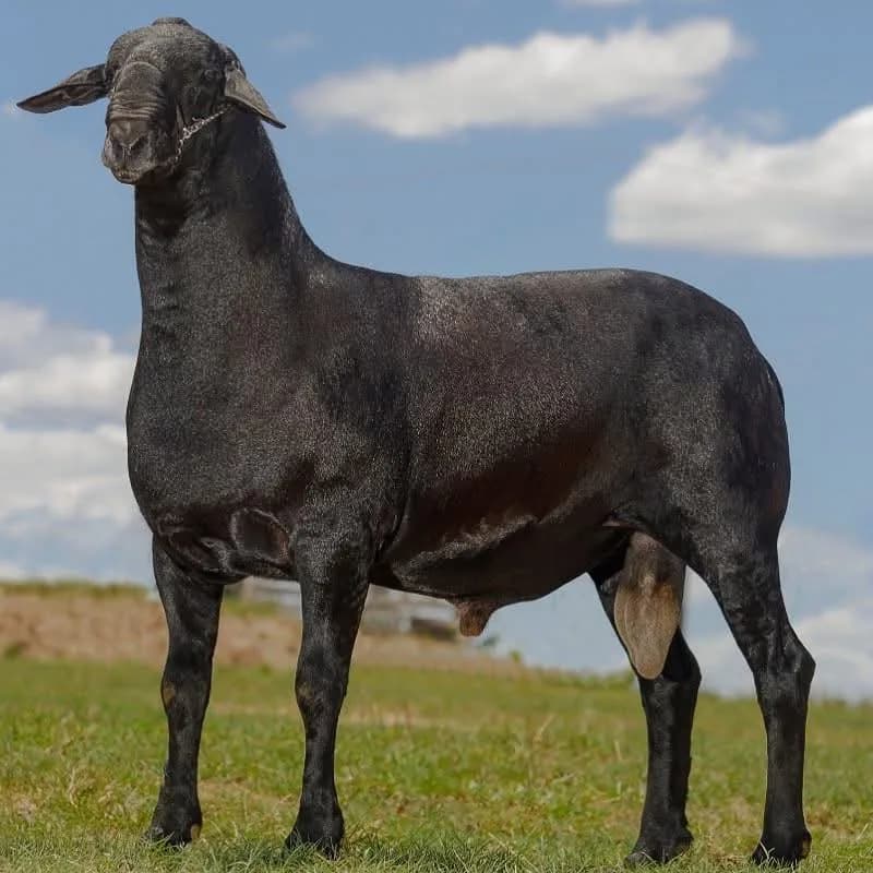 Jan Portela TE 215 — Grande Campeão, 2015