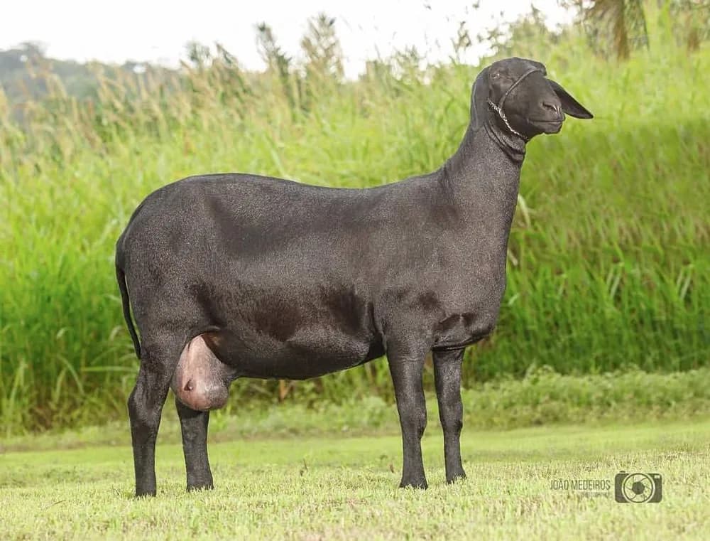 Jan Vivi TE 448 — Grande Campeã, 2014