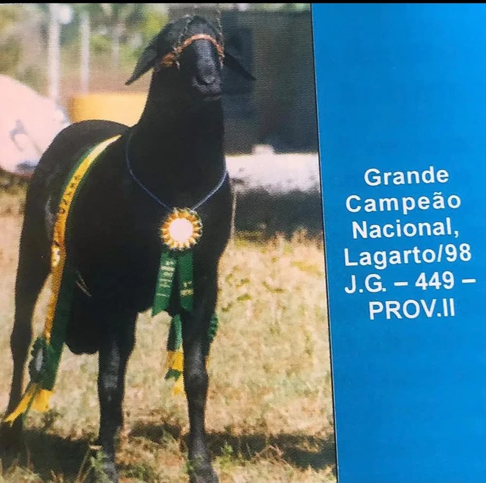 J.G. 449 — Grande Campeão, 1998