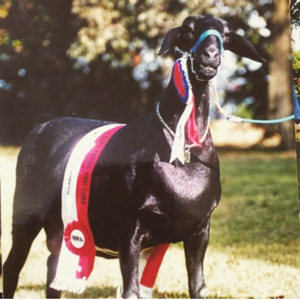 Maria Paz 1122 — Reservada Grande Campeã, 2002