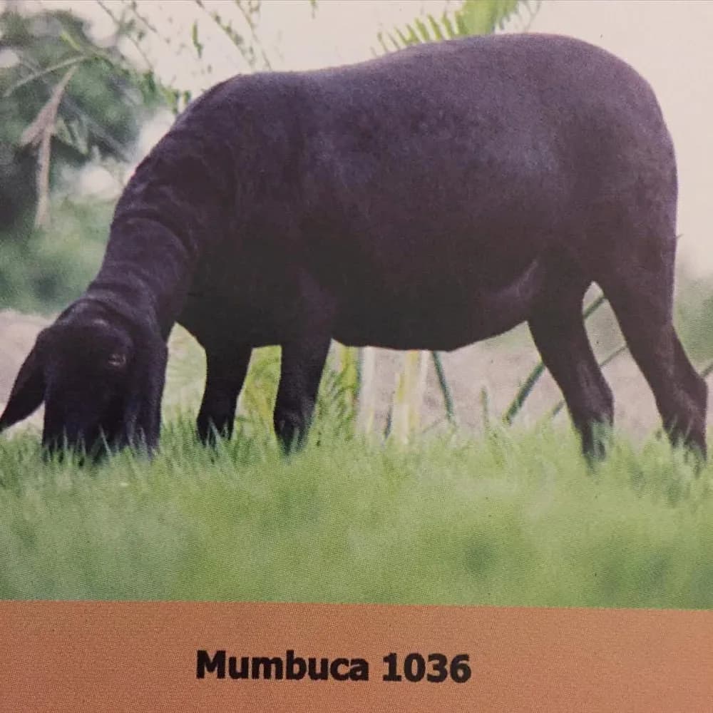 Mumbuca 1036