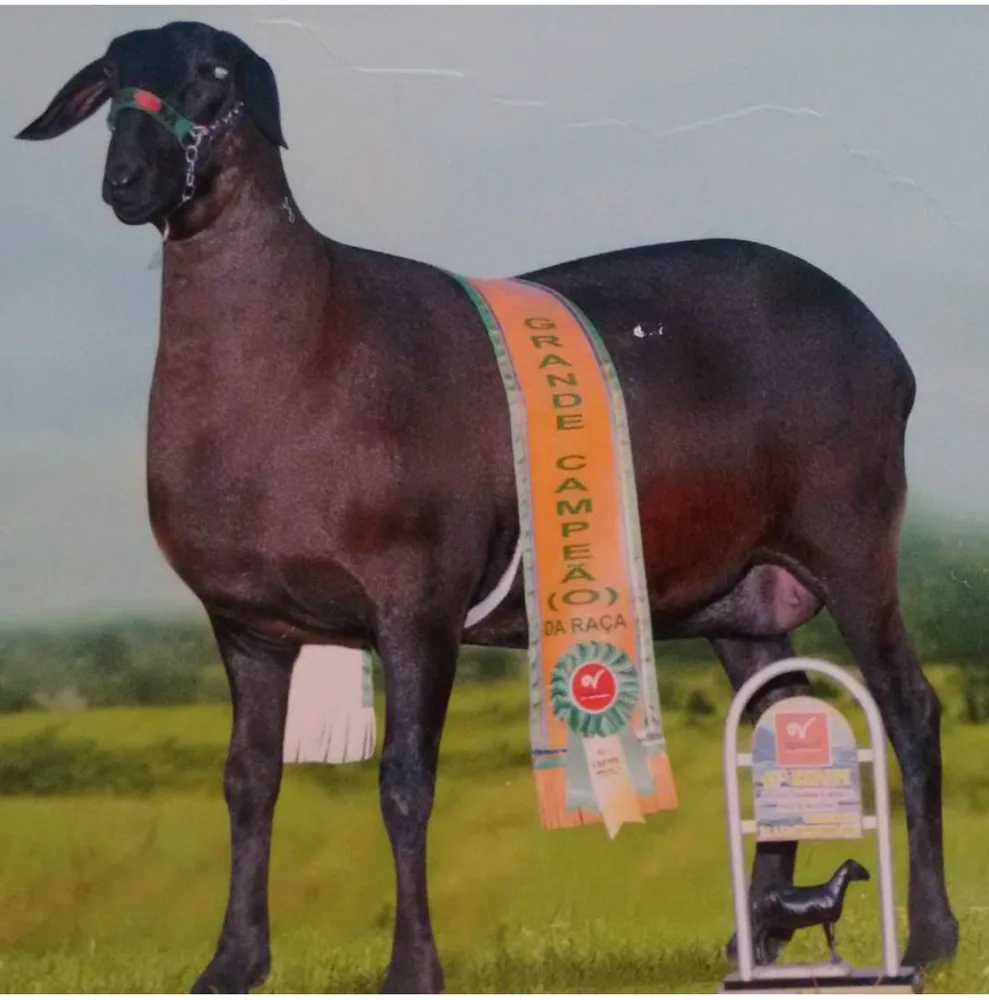 Mumbuca FIA 2286 — Grande Campeã, 2007