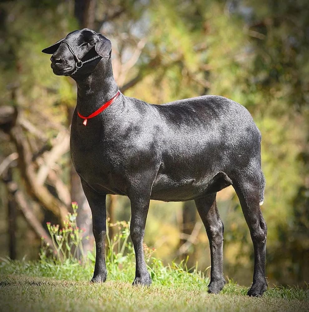Mumbuca Halisita — Mãe de grandes campeões nacionais (Forte × BR Bonita Angélica)
