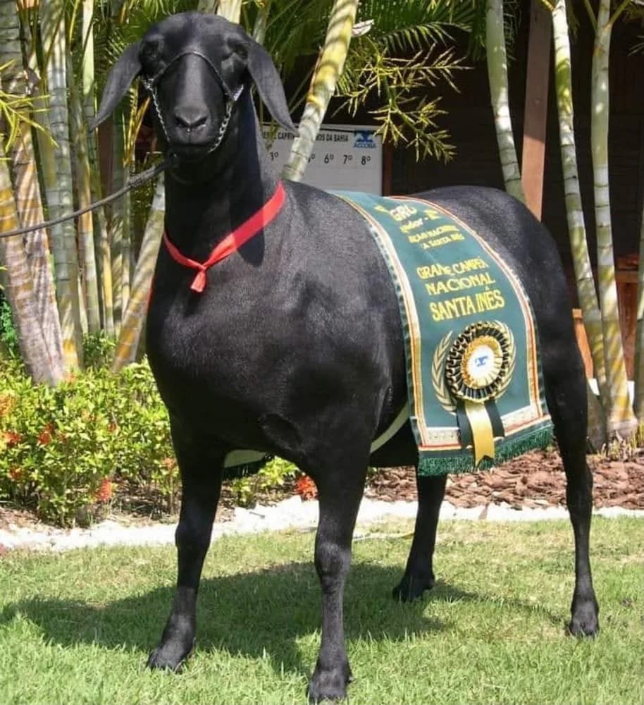 Mumbuca TE Imobiliária 3508 — Grande Campeã, 2010