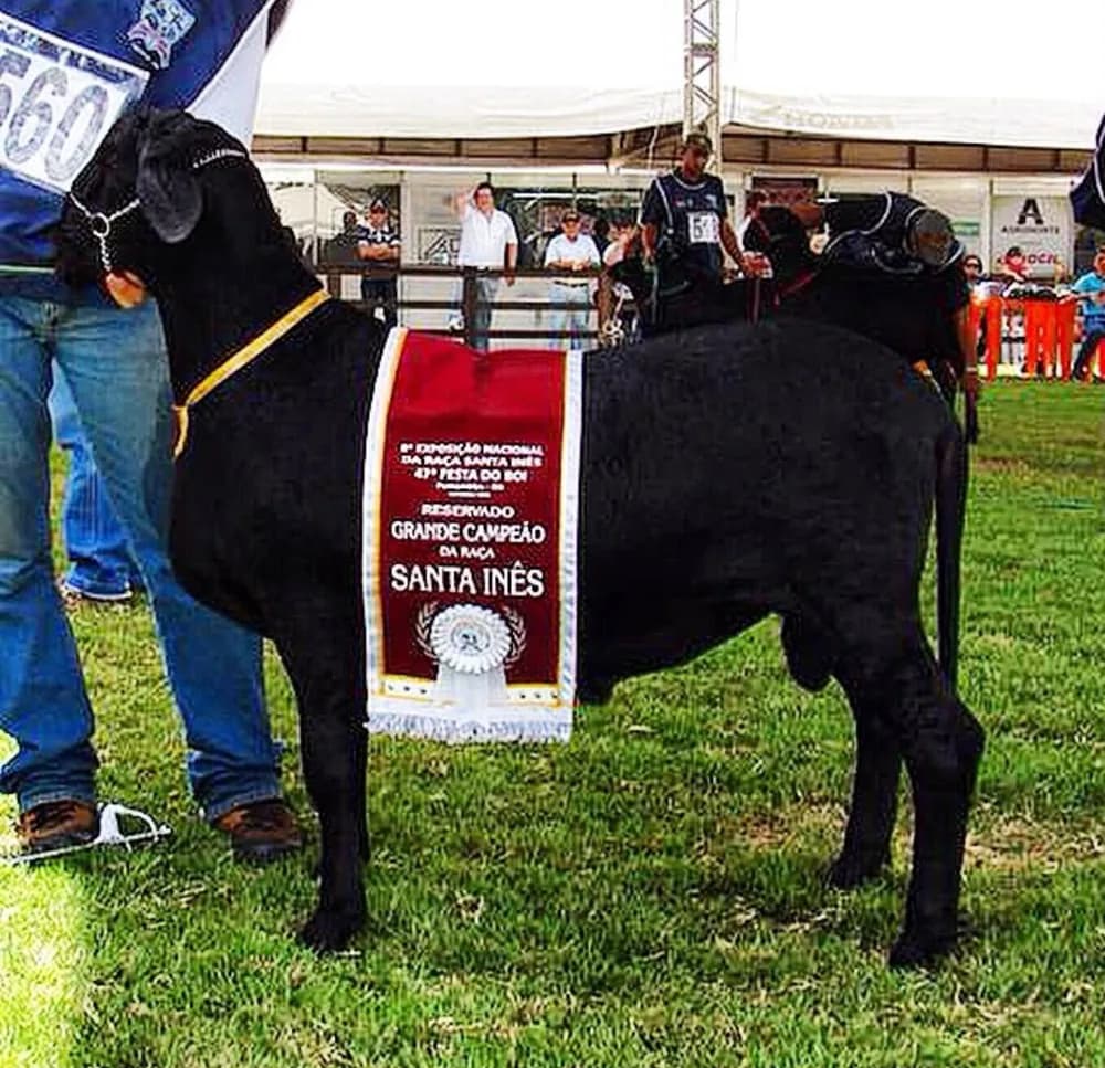 Mumbuca FIV Impacto 3581 — Reservado Grande Campeão, 2009