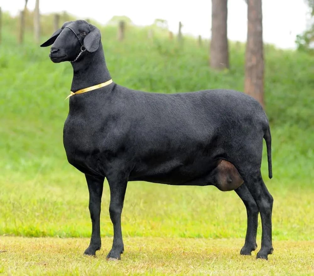 Mumbuca Itália