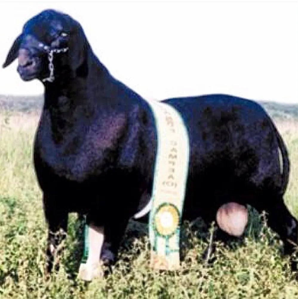 Paschoal Myke Tyson 1435 — Grande Campeão, 2004