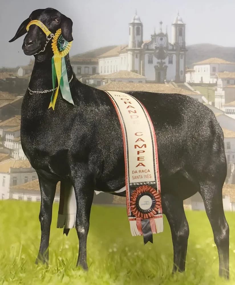 Quick Agrel Pérola 002 — Reservada Grande Campeã, 2006