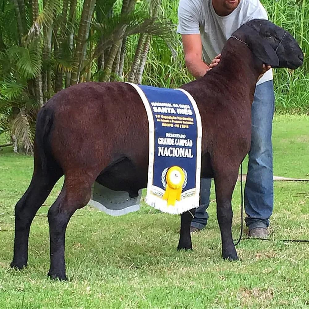 Rigi Titan 141 — Reservado Grande Campeão, 2015