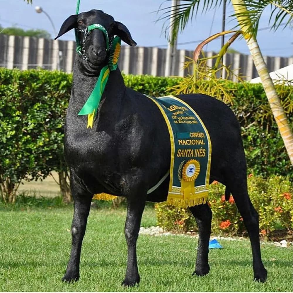 Santa Mônica Babalu — Grande Campeã Nacional