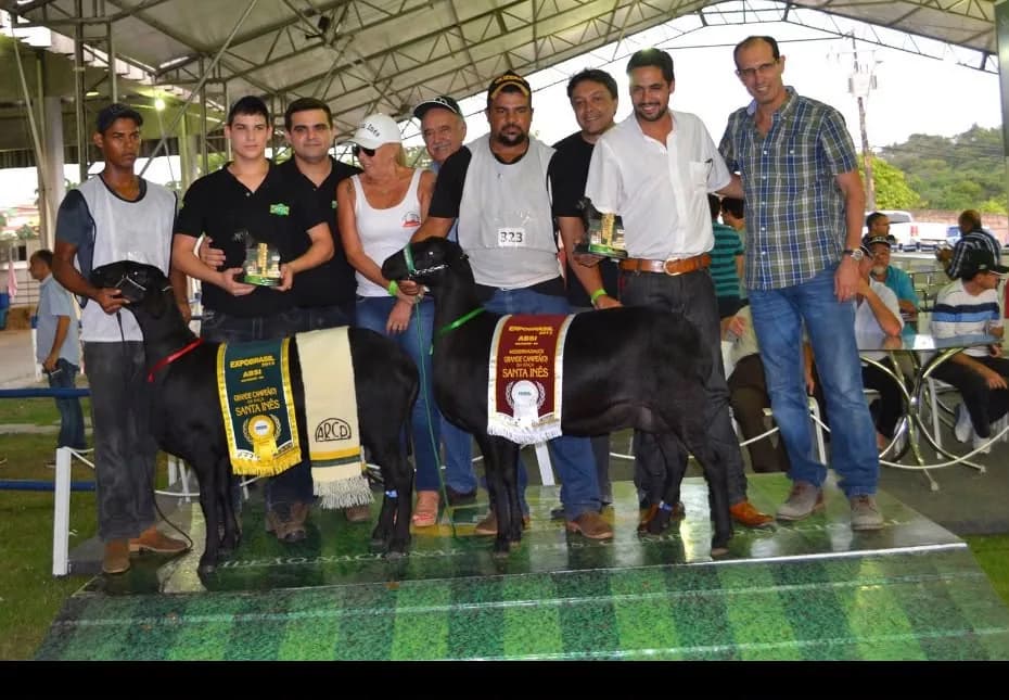 Santa Mônica Diva 421 — Grande Campeã, 2013 · SI Colorado Máquina FIV 288 — Reservada Grande Campeã, 2013