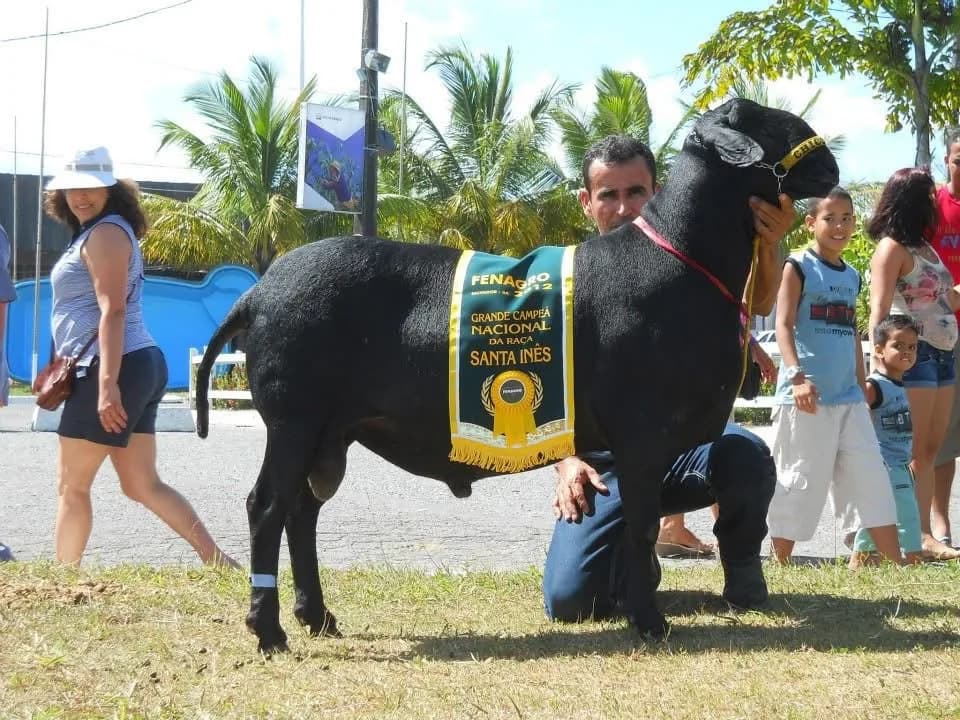 Sim FIV Ator 465 — Reservado Grande Campeão, 2010
