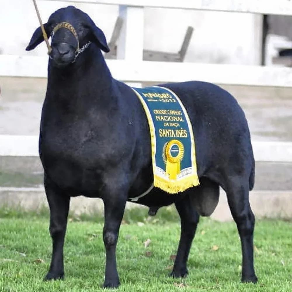 Sim Ator FIV 465 — Grande Campeão, 2012