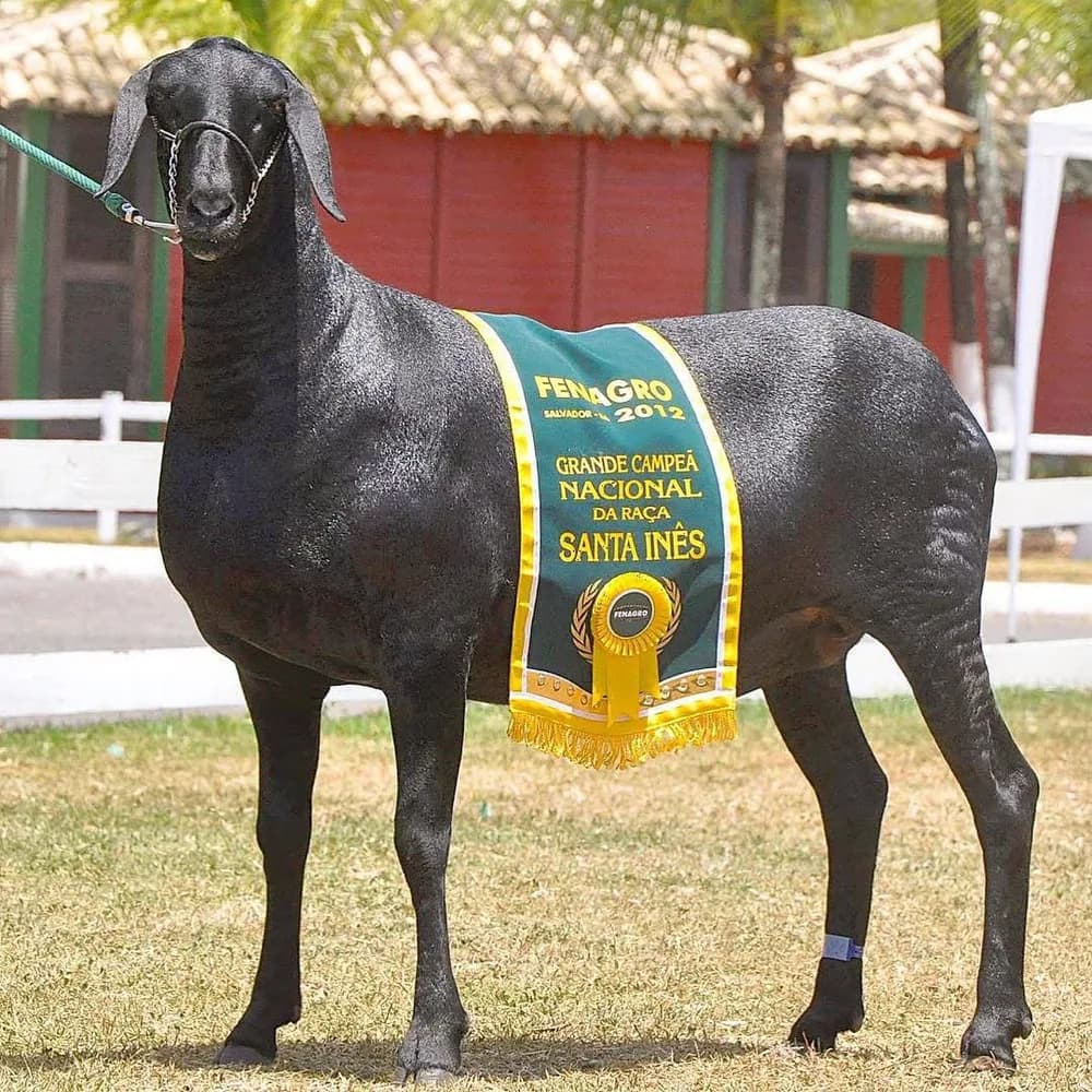 Sim Camélia 4390 — Grande Campeã, 2012