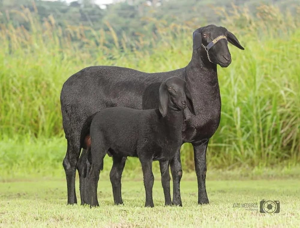 Takisu Itagiba 470 — Reservada Grande Campeã, 2014