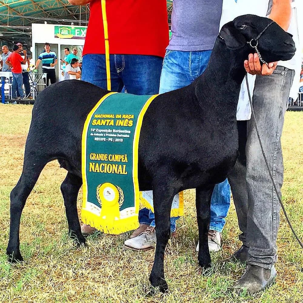 Takisu Itagiba 470 — Grande Campeã, 2015