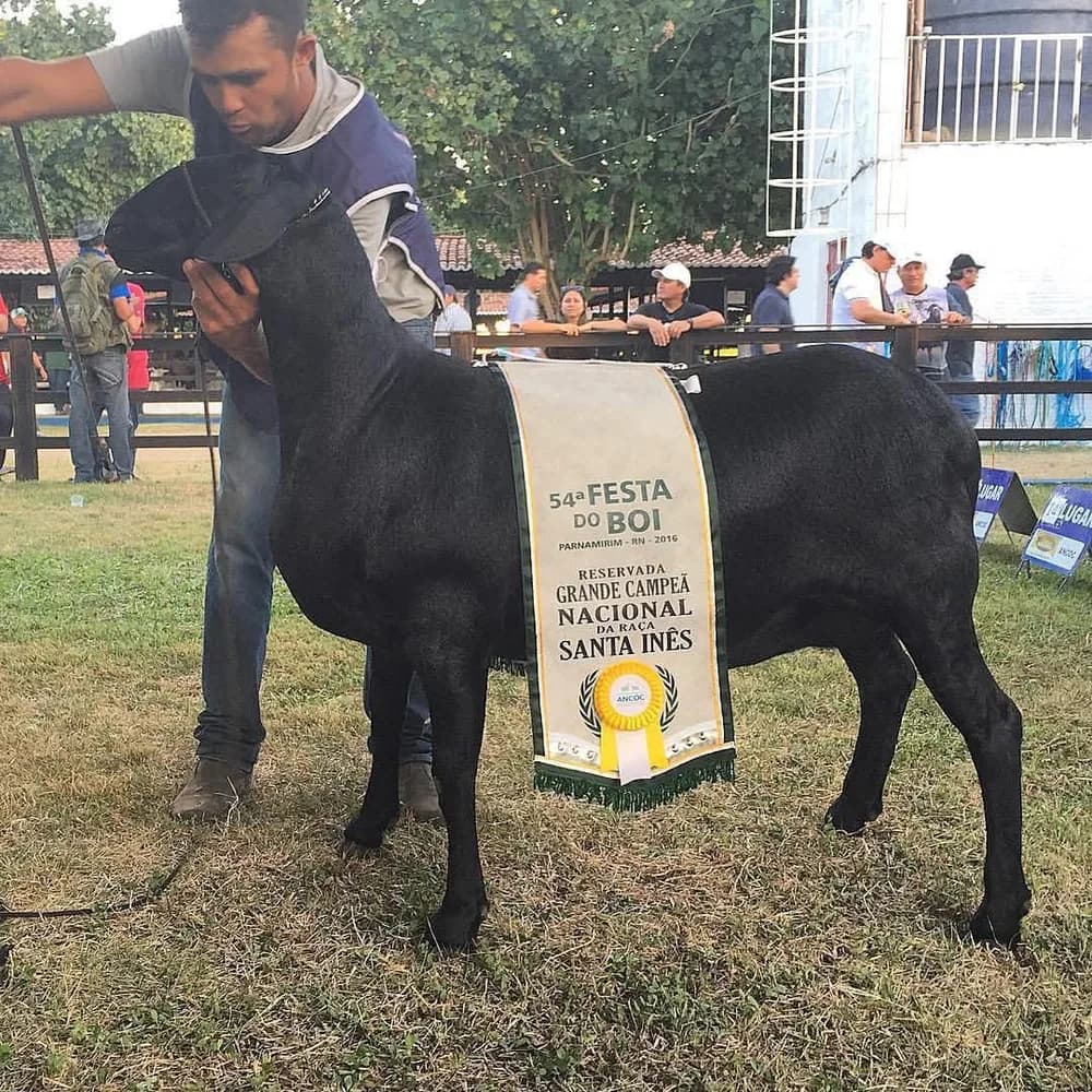 Takisu Itagiba 470 — Reservada Grande Campeã, 2016