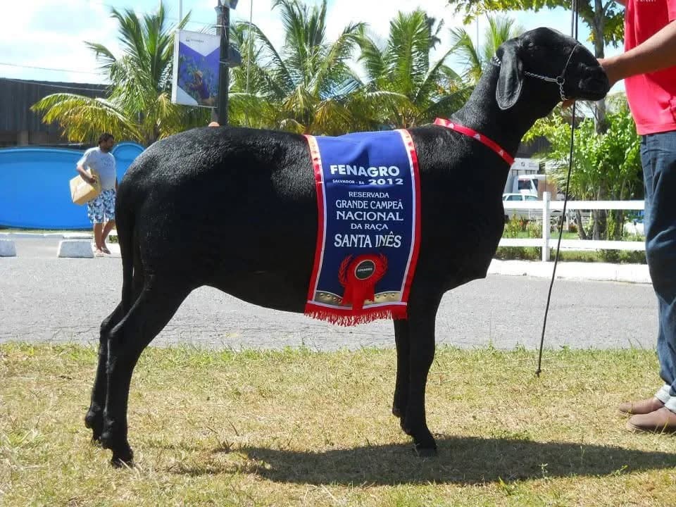 TAM TE 305 — Reservada Grande Campeã, 2012