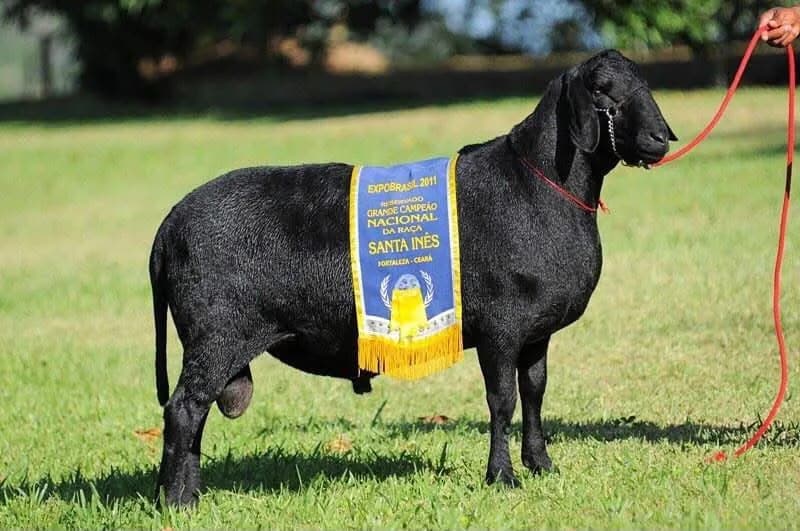 Varrela I TE 1013 — Reservado Grande Campeão, 2011