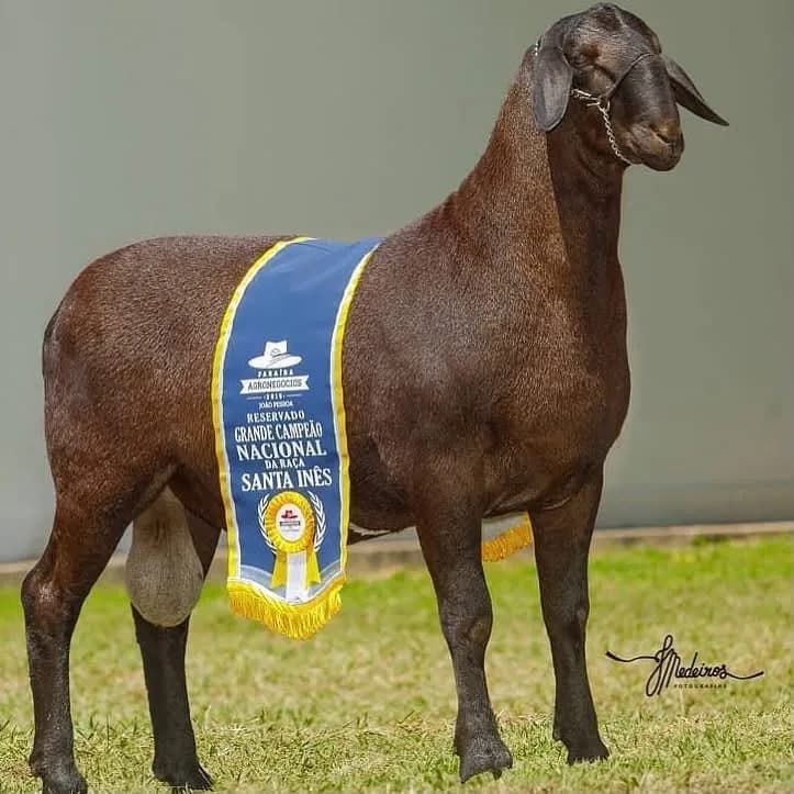 Varrela I 2345 — Reservado Grande Campeão, 2019