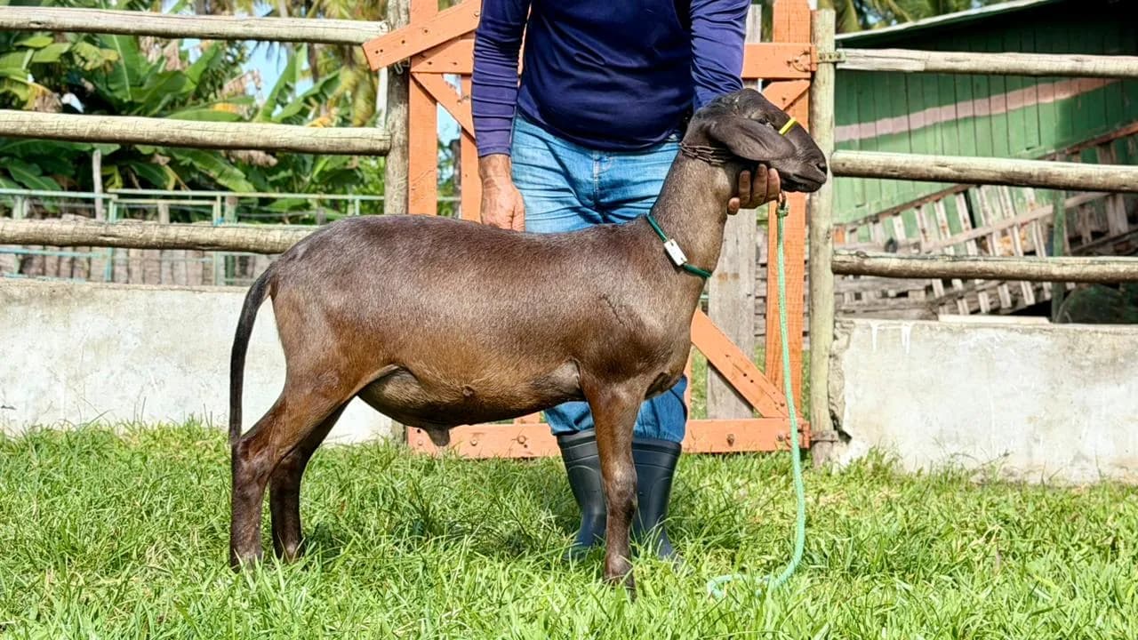 Rebanho do Cesinha — Nutrição