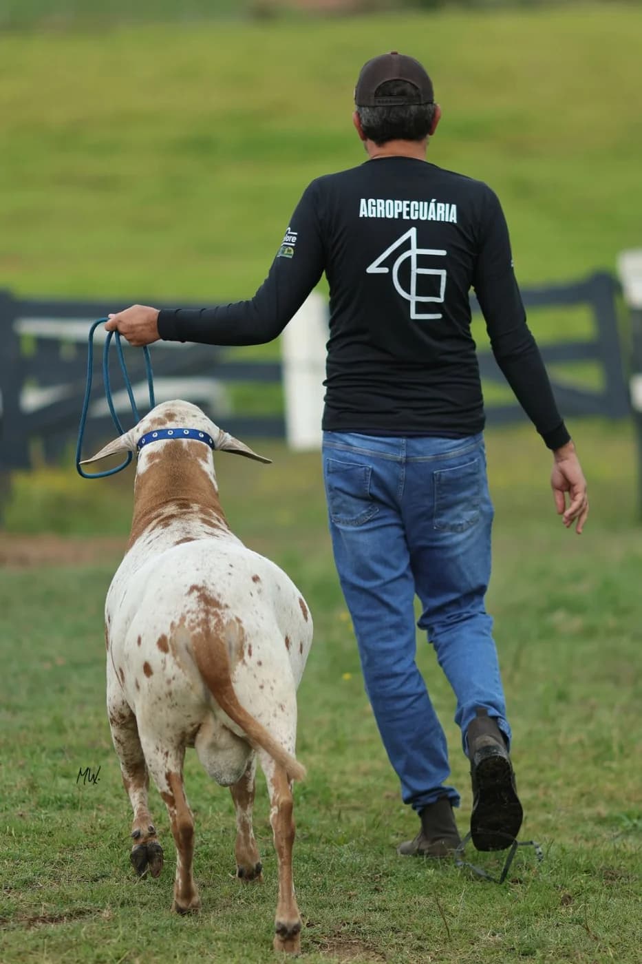 Augusto Cesinha, de costas, conduzindo um carneiro Santa Inês pelo pasto