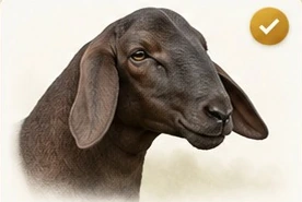 Ilustração da cabeça de uma ovelha Santa Inês